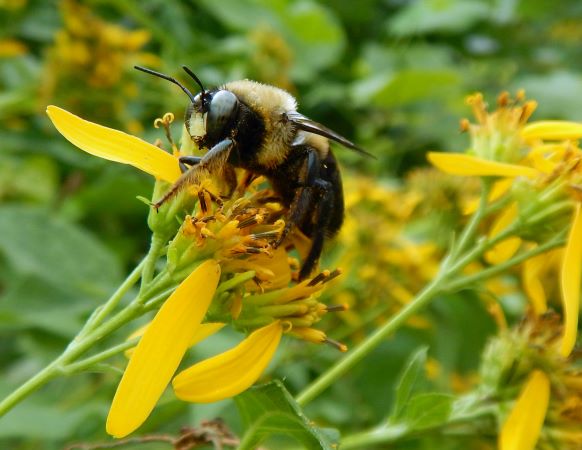 pollinator friendly garden