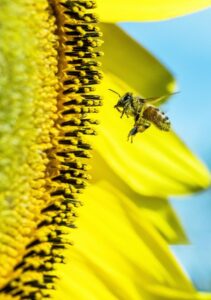 pollinator friendly garden