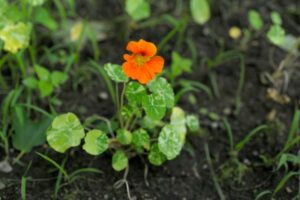 Companion Planting with Nasturtium