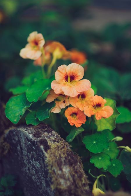 Companion Planting with Nasturtium