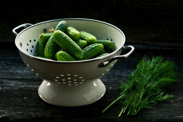 fermenting dill pickles