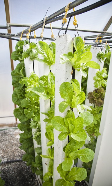 Vertical Garden Irrigation