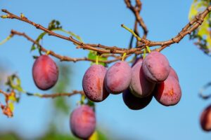 When to Prune Fruit Trees