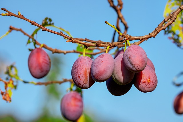 Zone 6 fruit trees