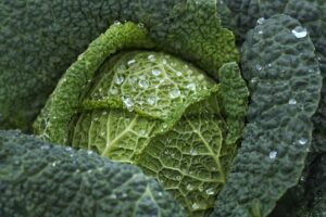 How to Grow Savoy Cabbage