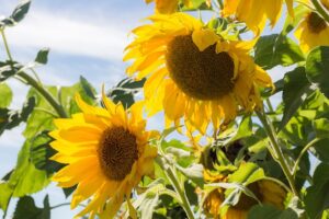 How to Grow Sunflowers 