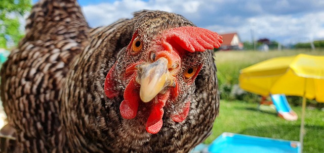 Chicken Feeding