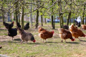 Chicken Foraging