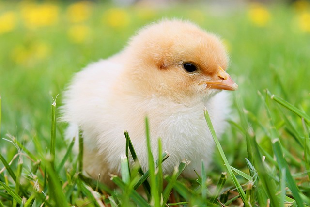 Raising Baby Chicks