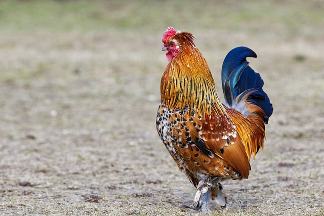 Chicken Behavior and the Pecking Order