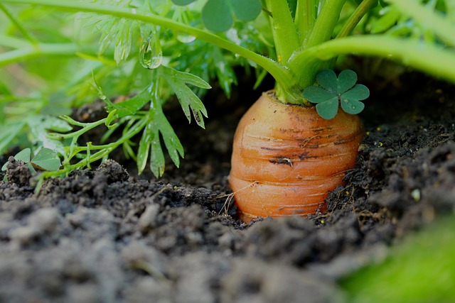 best time to plant carrots