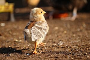 Chicken Feeding