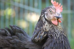 How to Set Up a Backyard Chicken Coop