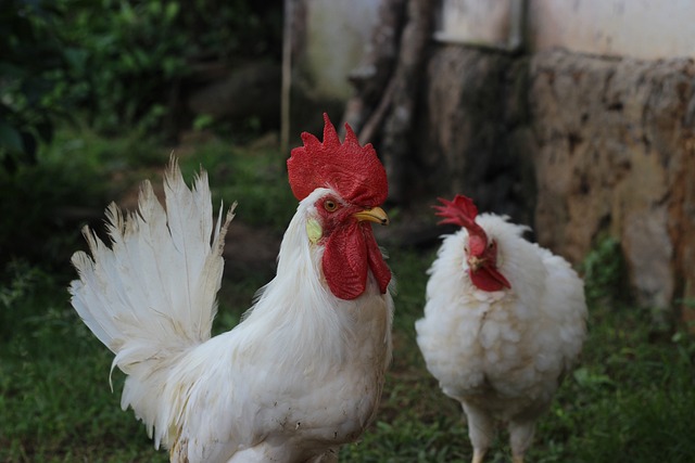 Chicken First Aid