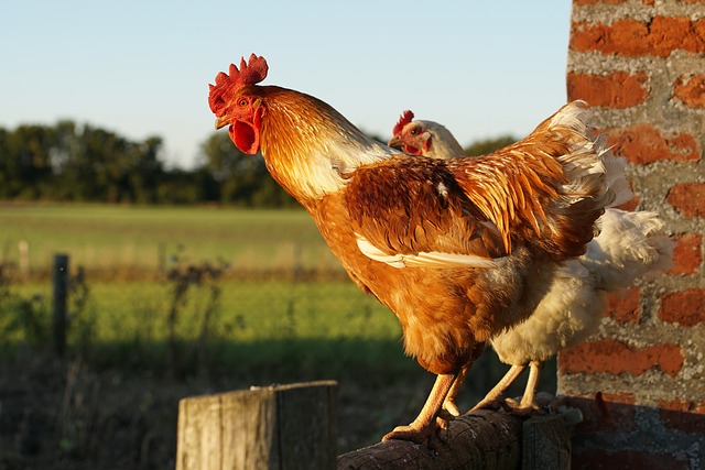 Molting and Feather Care in Chickens