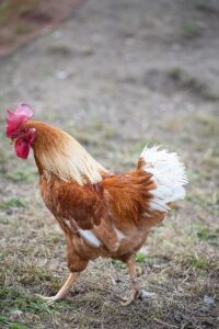 Common Chicken Health Issues