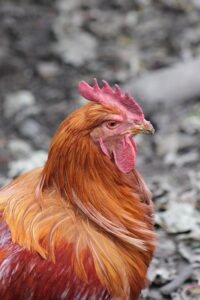 Molting and Feather Care in Chickens