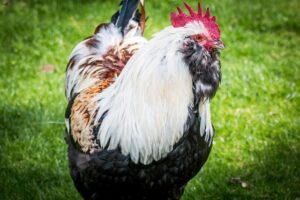 DIY organic chicken feed