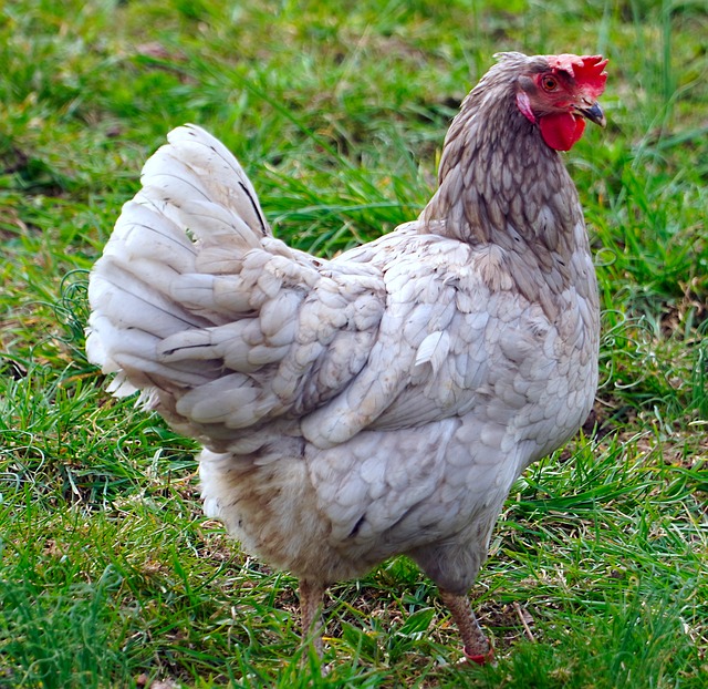 Best Chicken Breeds for Laying Eggs