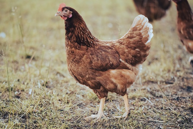 Chicken Foraging