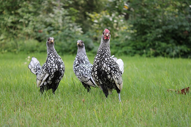 organic chicken feed