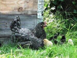 Herbal Remedies for Chickens