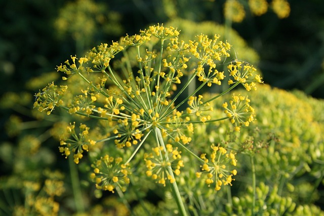 how to grow dill