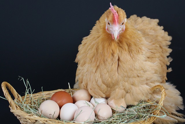 Chicken Egg Production