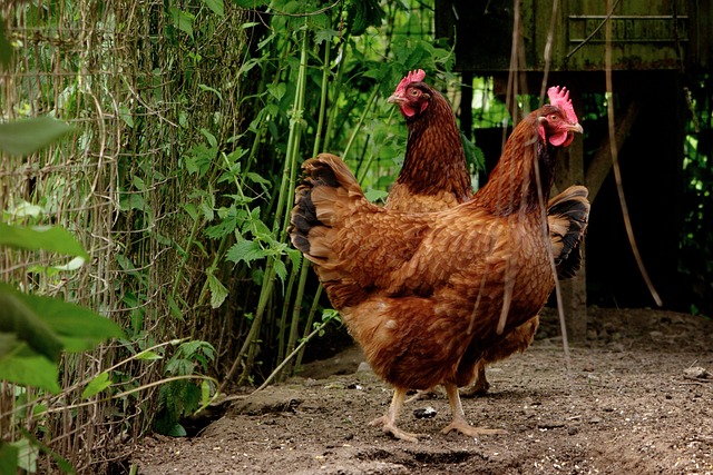 Chicken Emergency Preparedness