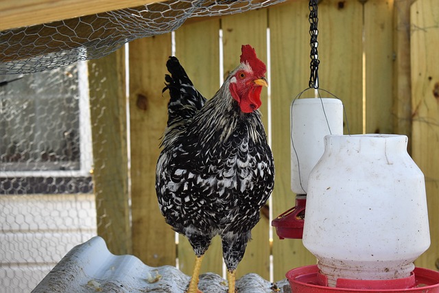 Chicken Coop Training