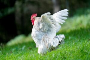 Best Chicken Breeds for Laying Eggs