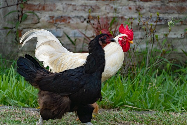 chicken training