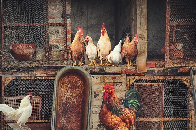 Fermenting Chicken Feed