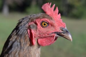 chicken parasite management