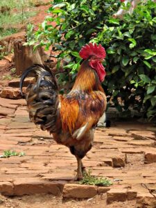 Chicken Behavior and the Pecking Order