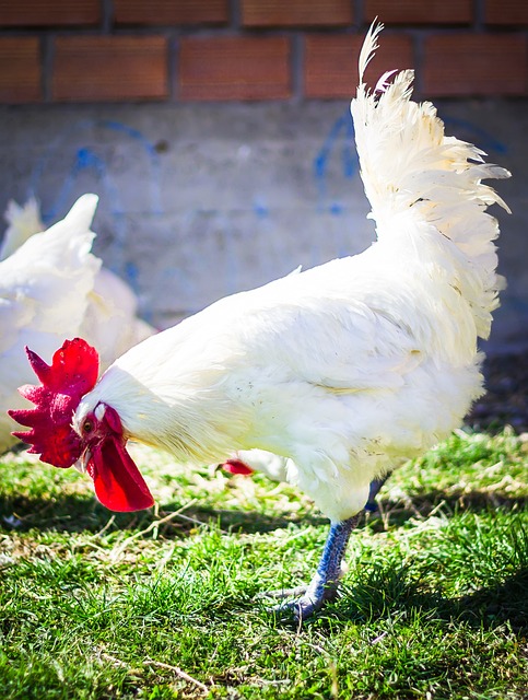 chicken heat stress