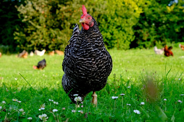 Sustainable Chicken Practices