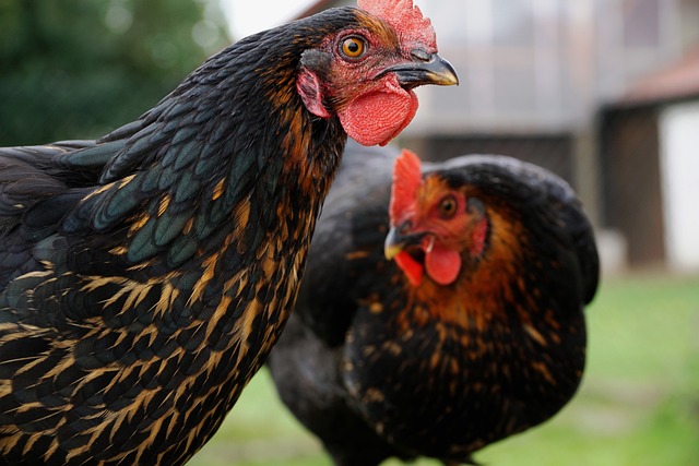 Broody Hen Management