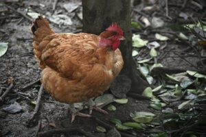 Permaculture Chicken