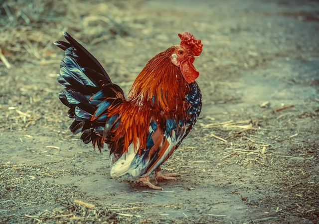 herbal remedies for chickens