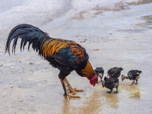 Chicken Breeding