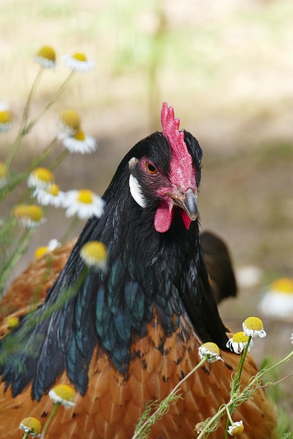 Chickens for Pest Control