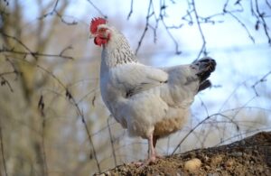 Chicken Enrichment Activities