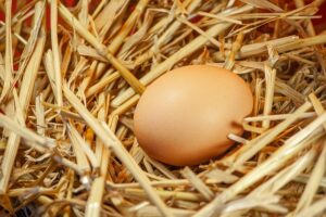 how to increase chicken egg production in winter