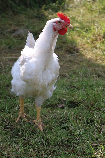 Chicken Enrichment Activities