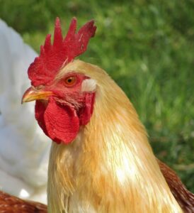 Fundamentals of Chicken Immunizations