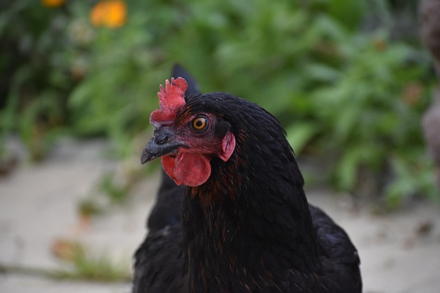 Permaculture Chicken