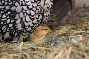 Broody Hen Management