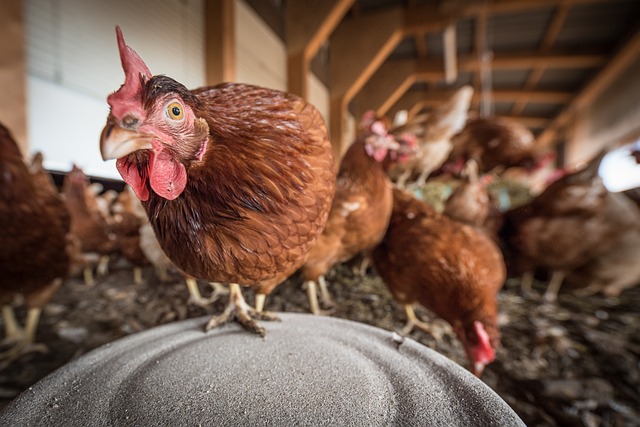 chicken parasite management