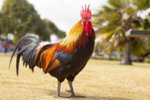 Treating Chicken Respiratory Infections with Herbal Remedies